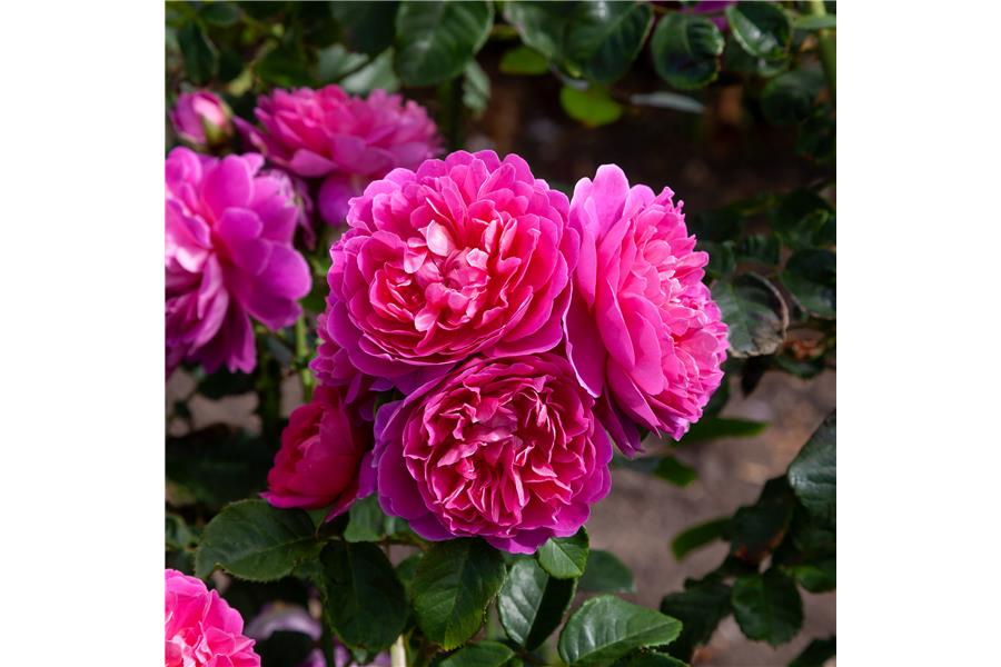 Rose Princess Anne